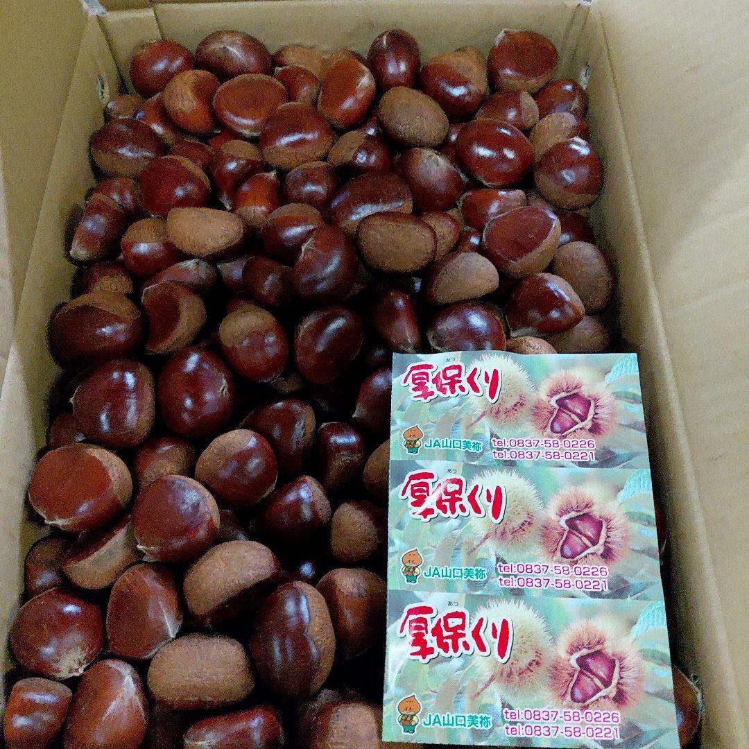 新鮮な栗 3Lサイズ 5kg JA山口美祢