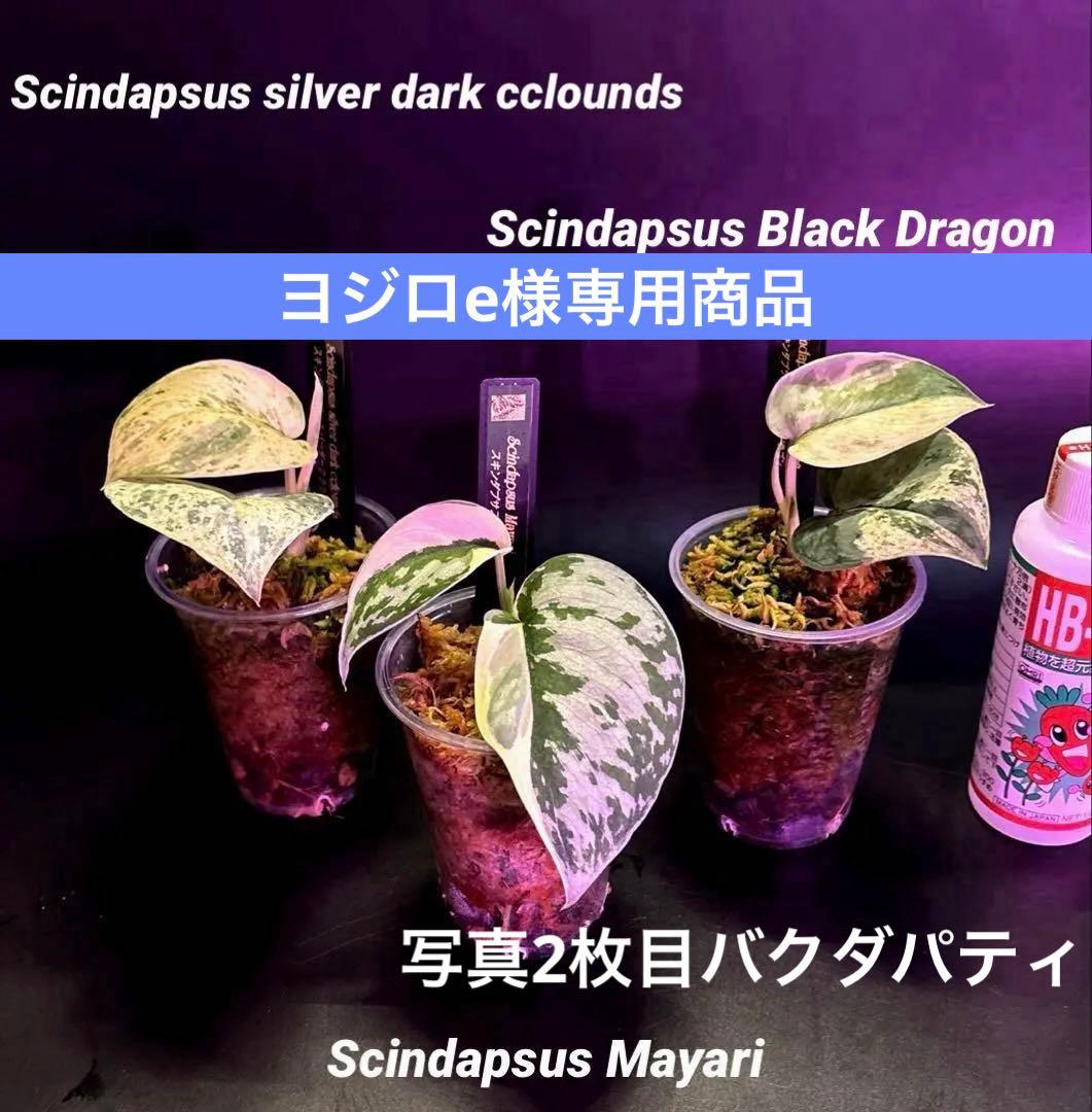 (専用商品)スキンダプサス　お試し　セット　B5 ➕バクダパティ