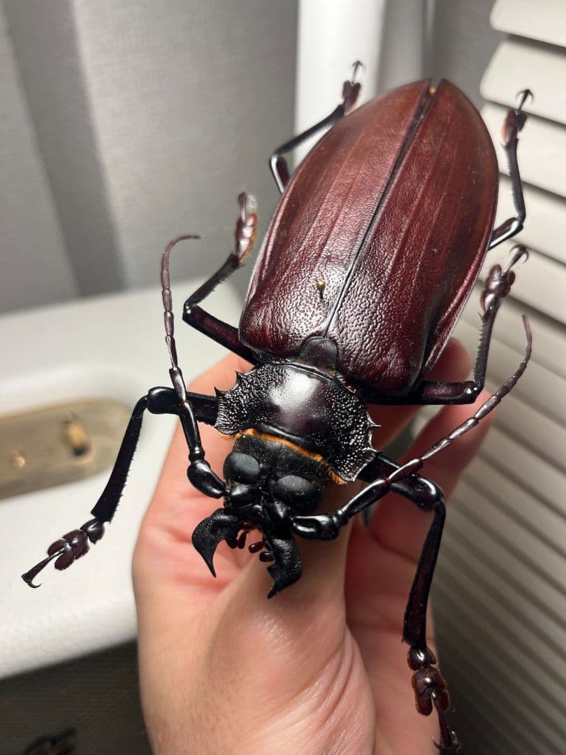 【121mm】タイタンオオウスバカミキリ カブトムシクワガタハナムグリ昆虫標本