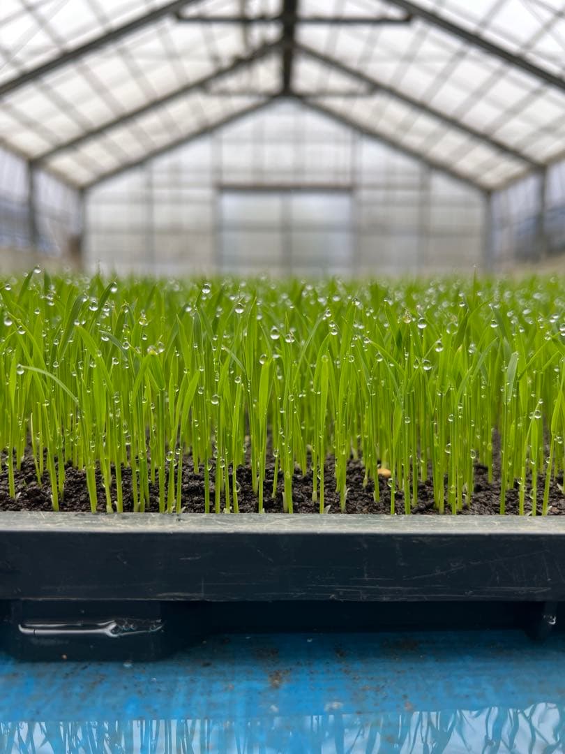 【令和7年産】【一等米】新潟県産従来品種コシヒカリ精米(白米)10kg B⑧