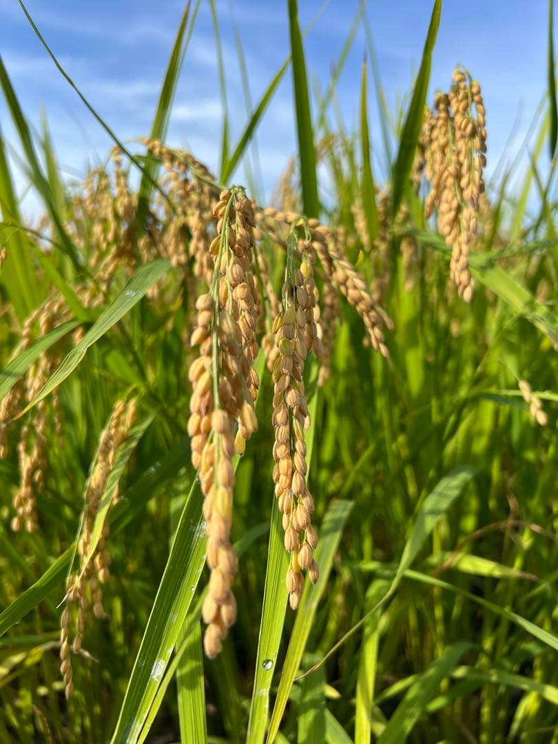 【令和7年産】【一等米】新潟県産従来品種コシヒカリ精米(白米)10kg B⑧