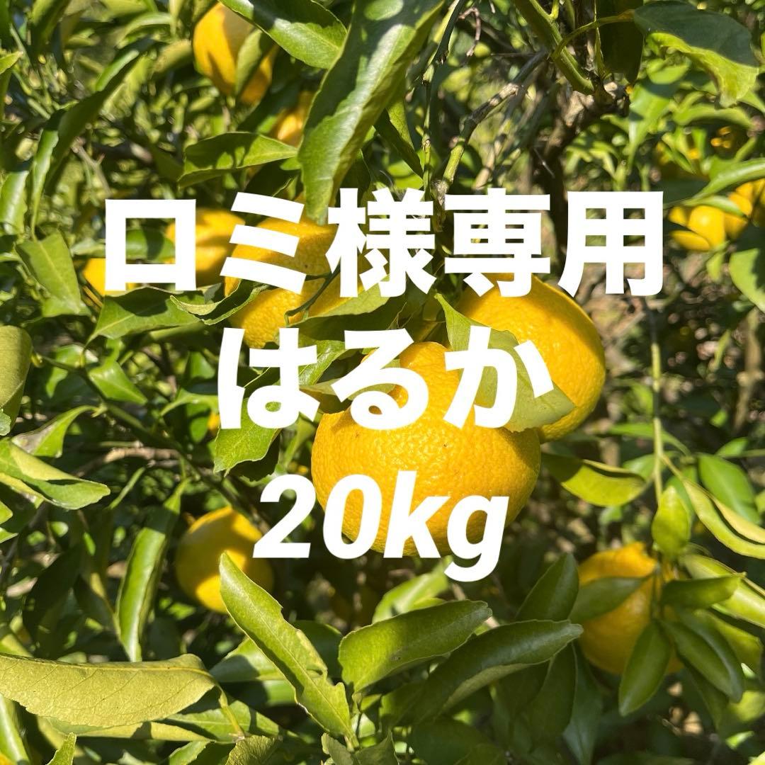 ロミはるか20kg