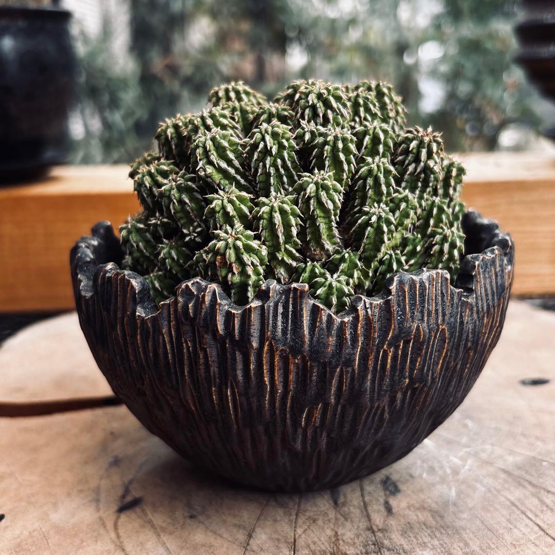 短期間限定超特価！ 特大株 ユーフォルビア セプルタ ソマリア 中川智治 作家鉢