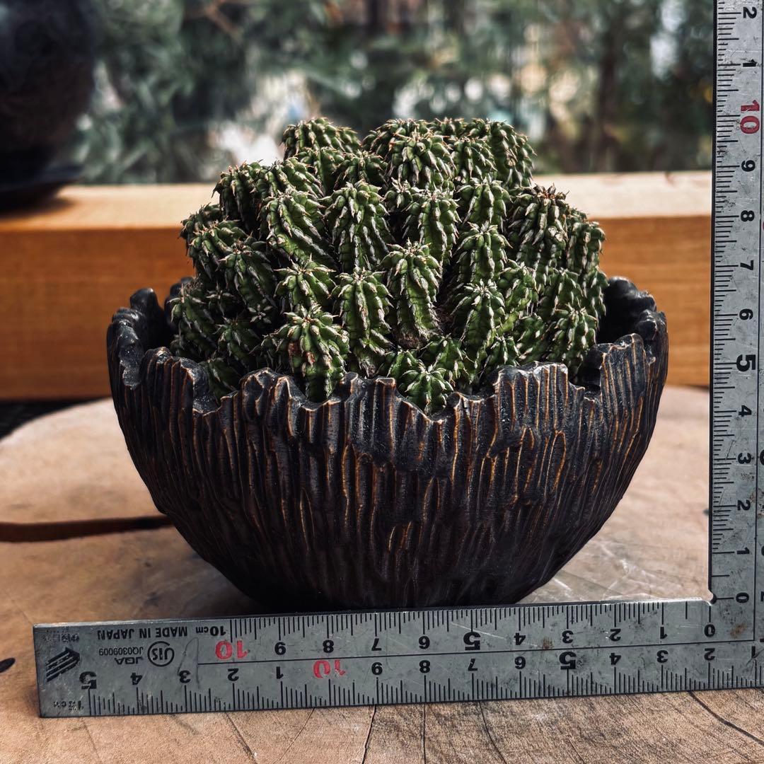 短期間限定超特価！ 特大株 ユーフォルビア セプルタ ソマリア 中川智治 作家鉢