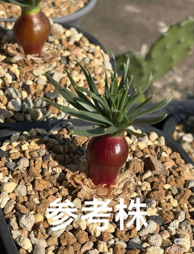 ゲチリス　ナマクエンシス