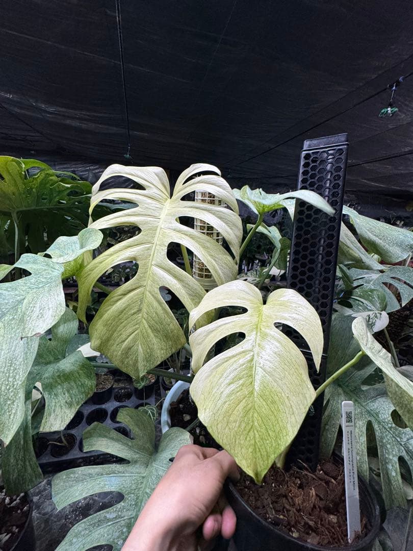 モンステラ　ボルギシアナ　絶美斑入りフルミント株