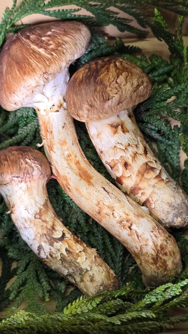 松茸　267g　10月13日獲れ　岩手県産