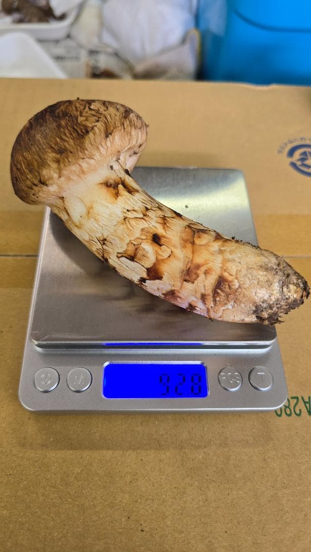 松茸　267g　10月13日獲れ　岩手県産