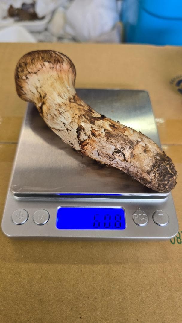 松茸　267g　10月13日獲れ　岩手県産