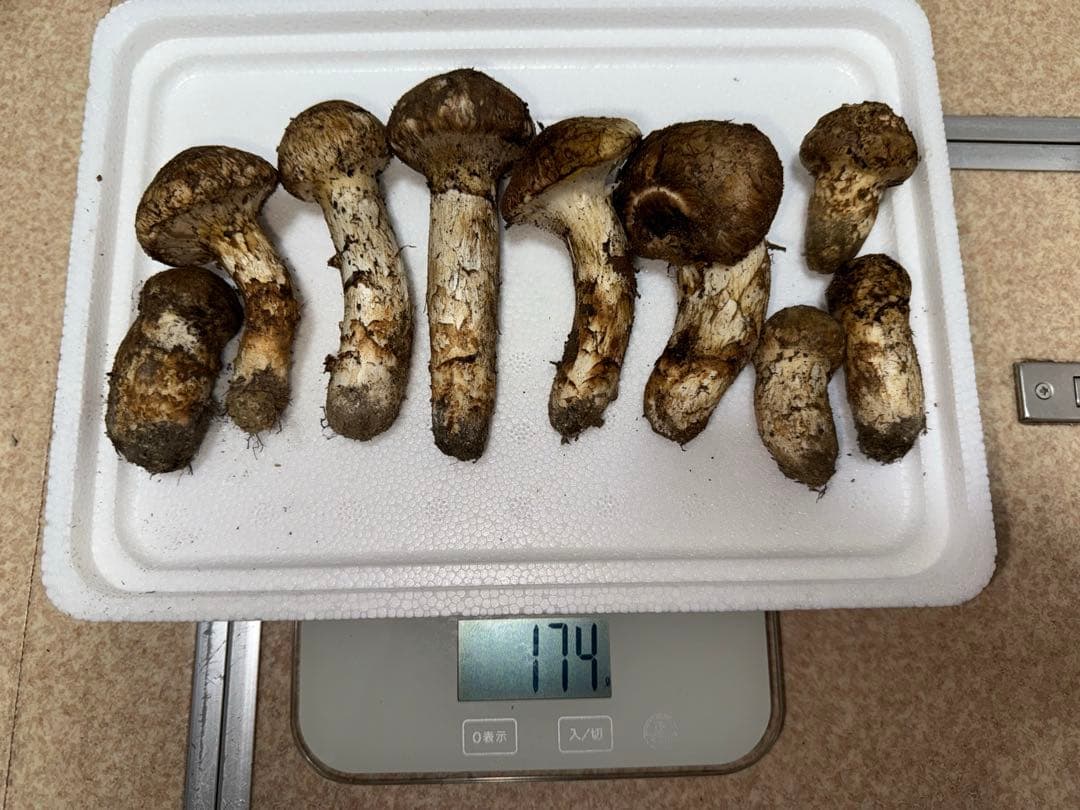 【10月20日朝採れ】広島県産松茸174g