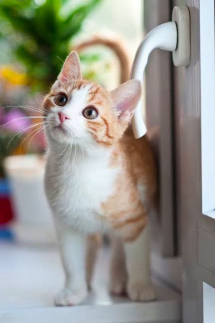 ホットカーペット・マット S555