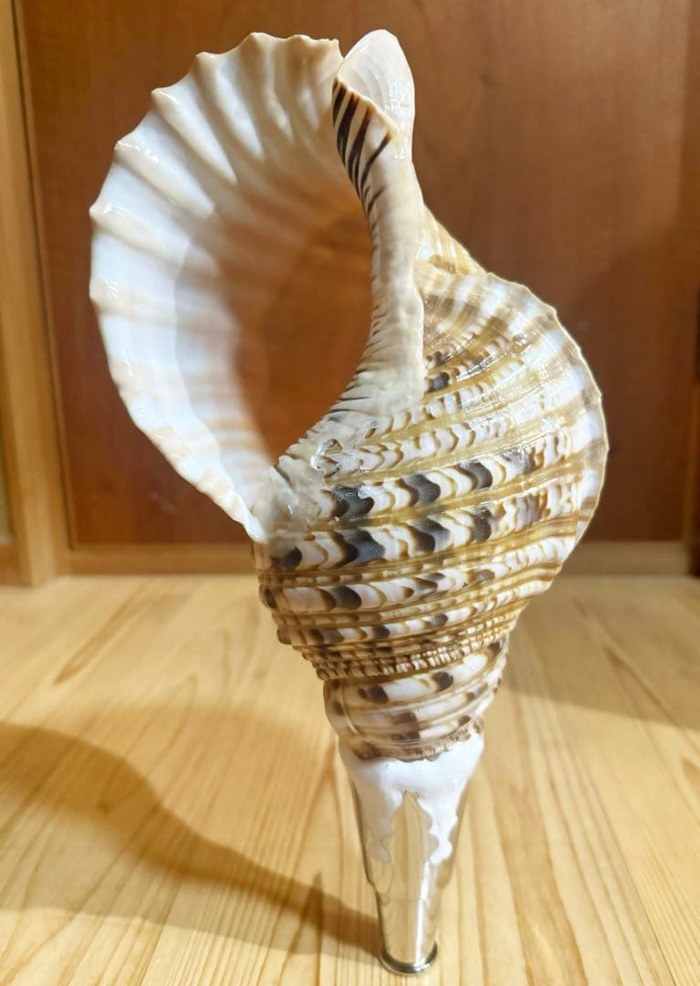 修験道法螺貝　山伏　密教　魔除け　熊よけ❣️ほら貝　ホラガイ