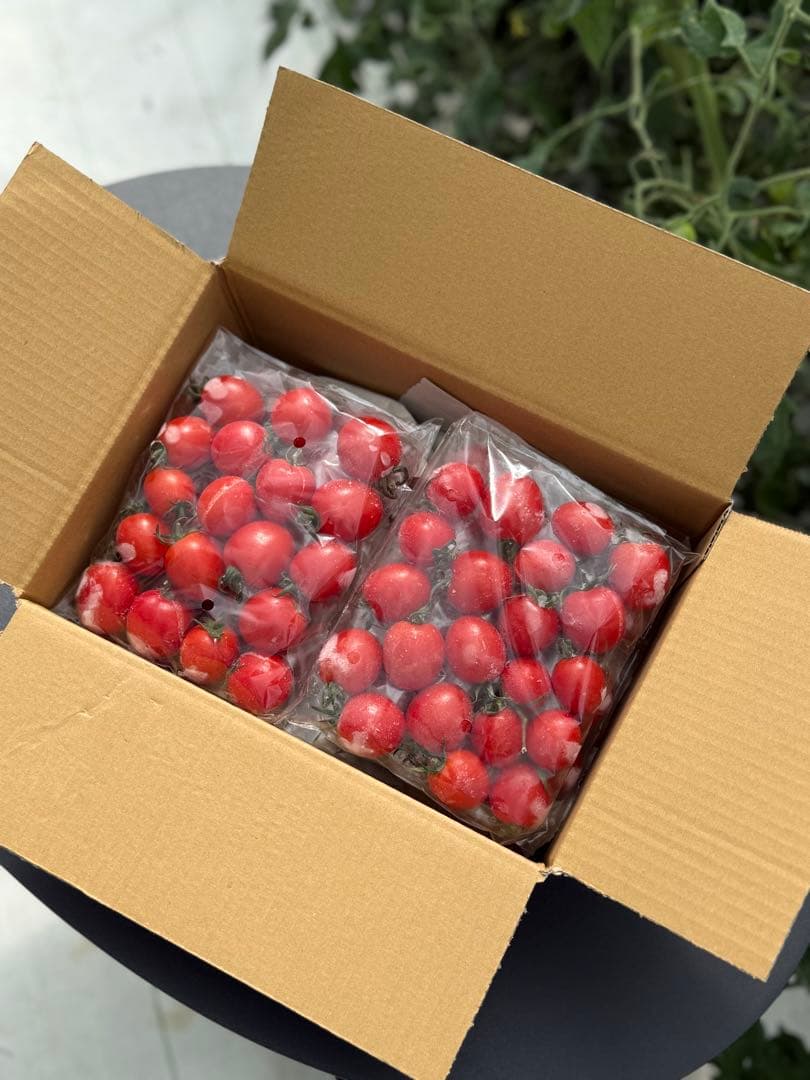 冷凍トマト ミニトマト プレミアムルビー 業務用 加工用 10kg