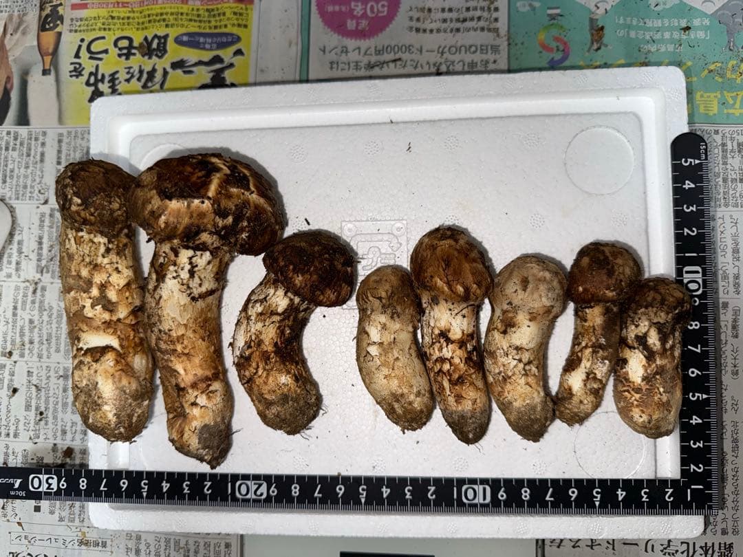 【10月15日朝採れ】広島県産松茸　262グラム