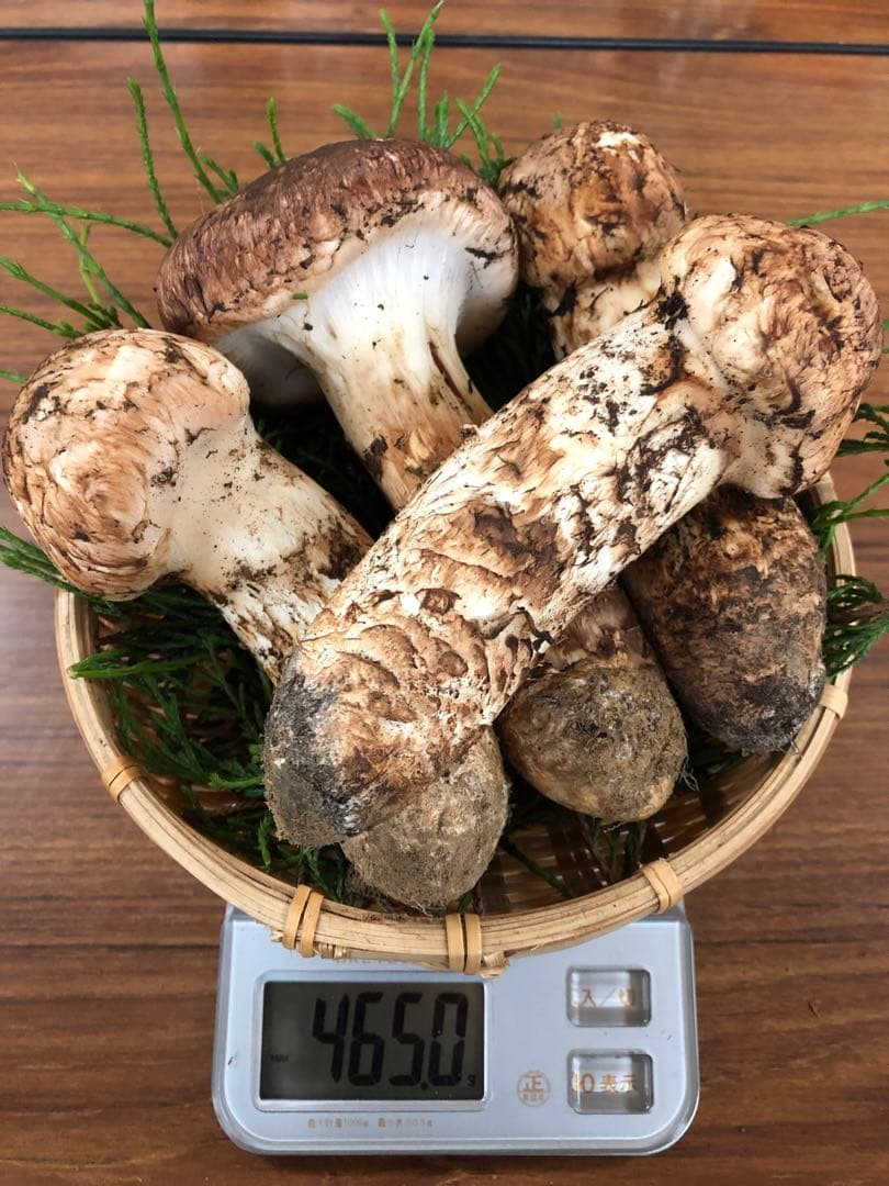 岩手県産　極上天然松茸（465g）今期最後！