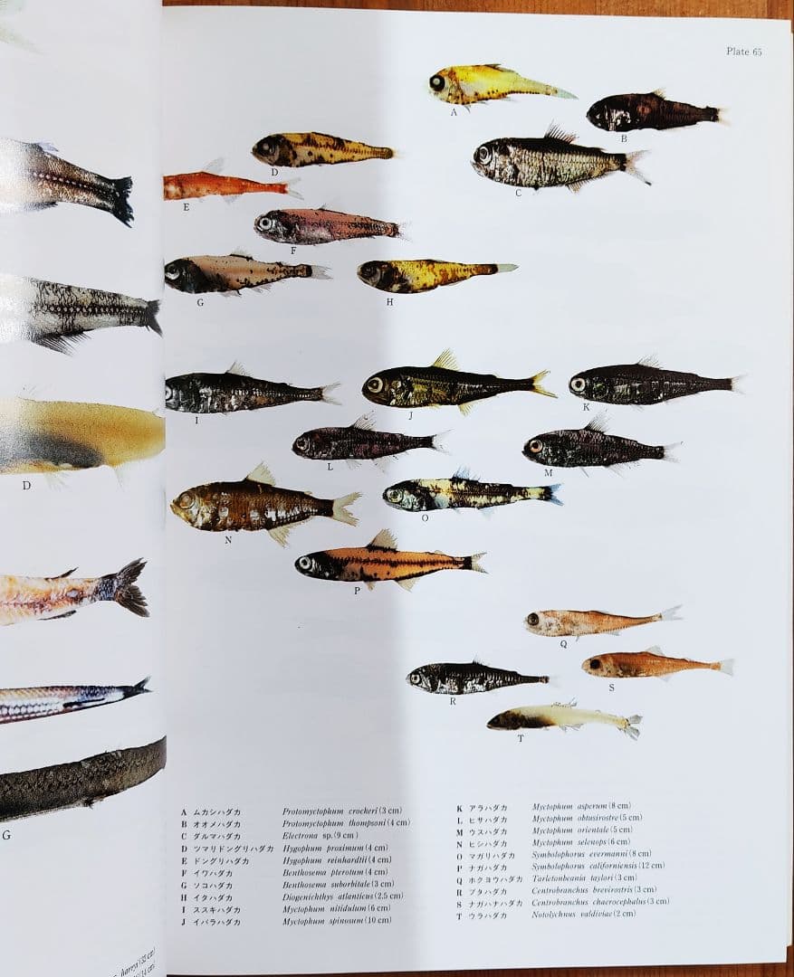 日本産魚類大図鑑 2巻セット