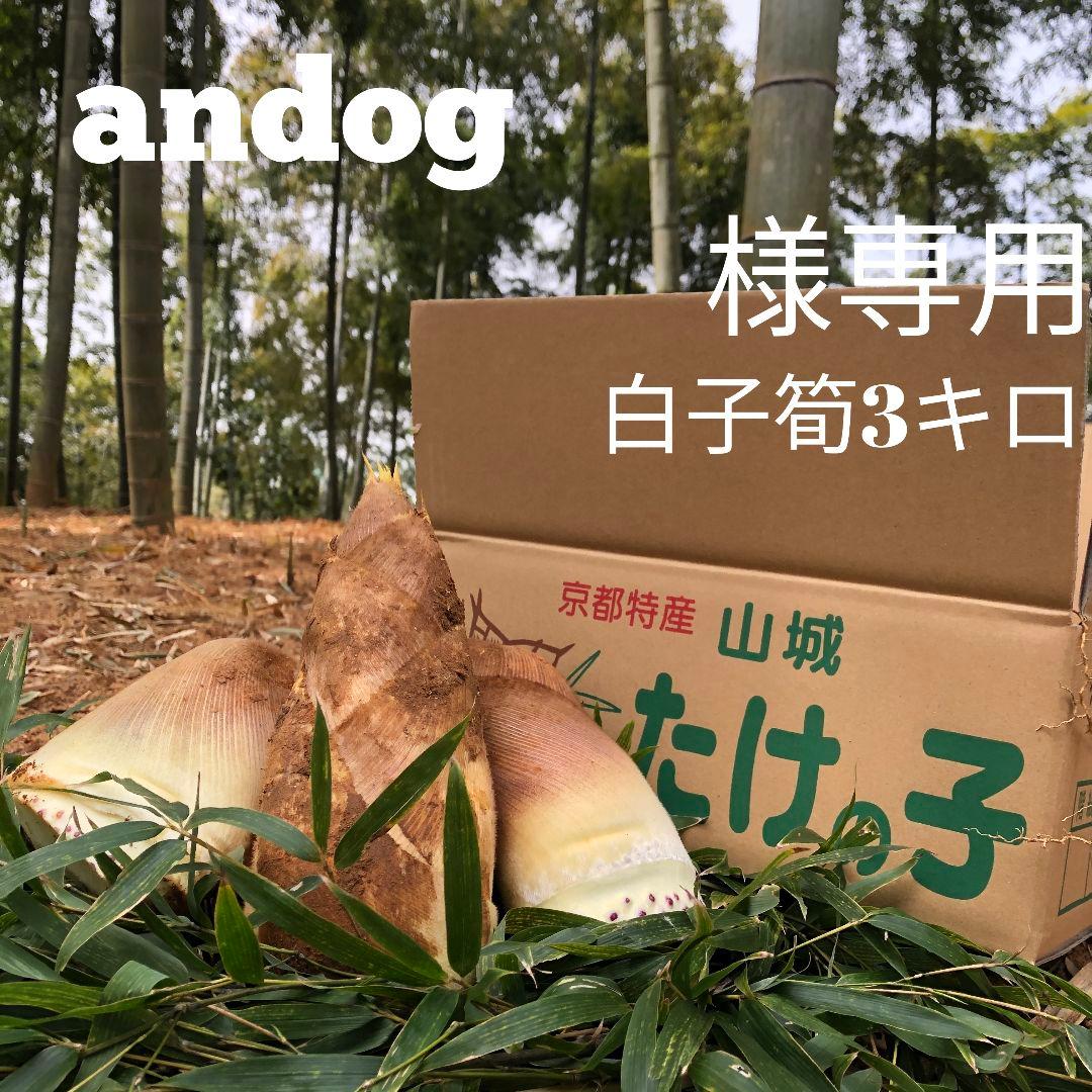 andog　白子筍3キロ