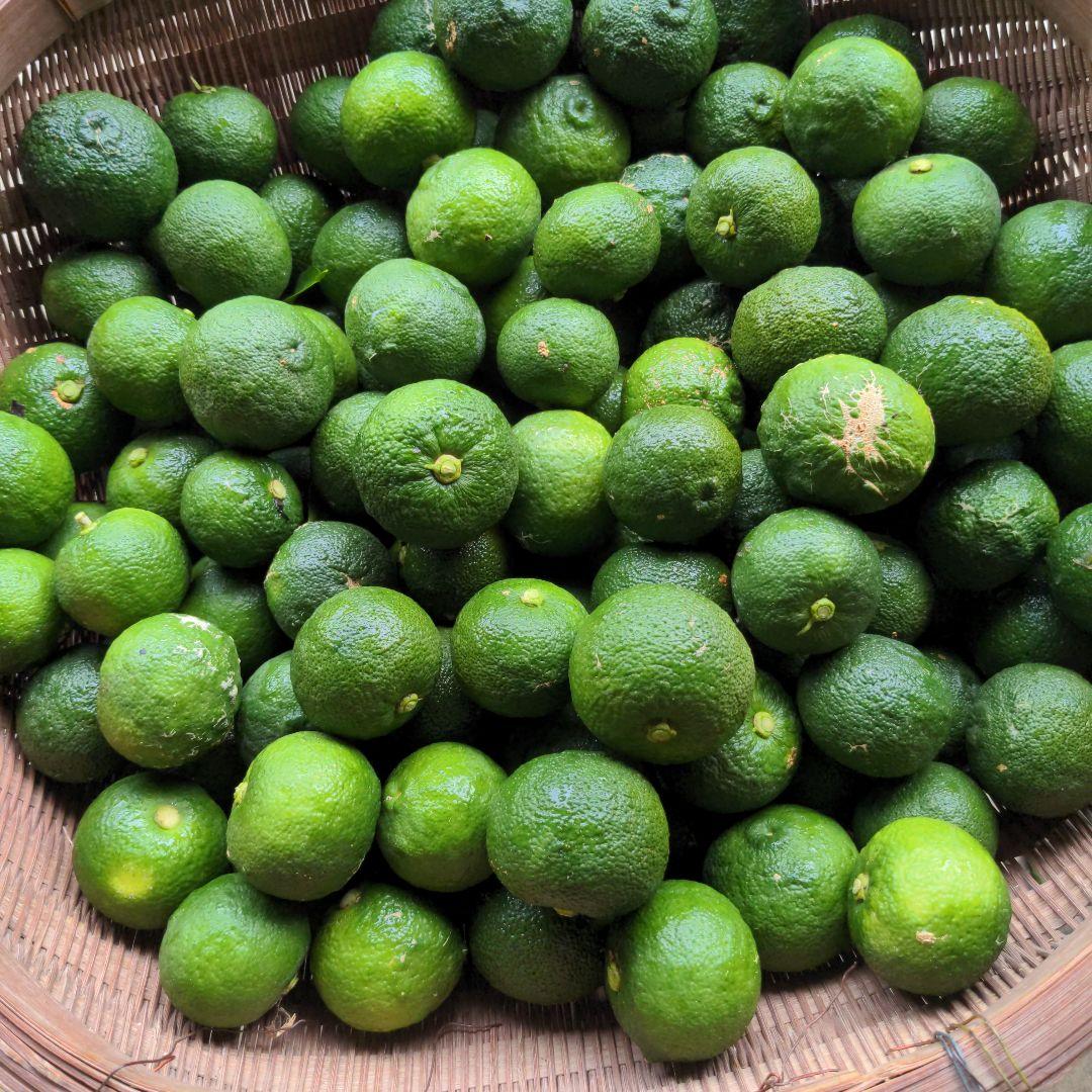 ゆず胡椒に！青柚子１５kg（愛媛県産）。そうめんの薬味、冷奴、刺身、酒、焼酎に◎