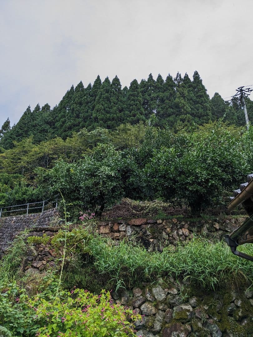 ゆず胡椒に！青柚子１５kg（愛媛県産）。そうめんの薬味、冷奴、刺身、酒、焼酎に◎