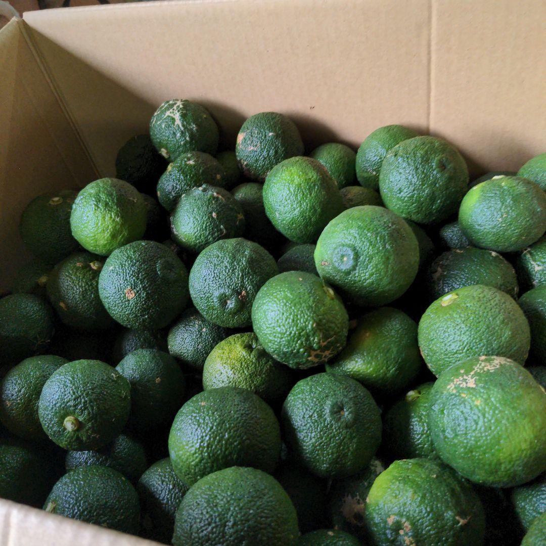 ゆず胡椒に！青柚子１５kg（愛媛県産）。そうめんの薬味、冷奴、刺身、酒、焼酎に◎