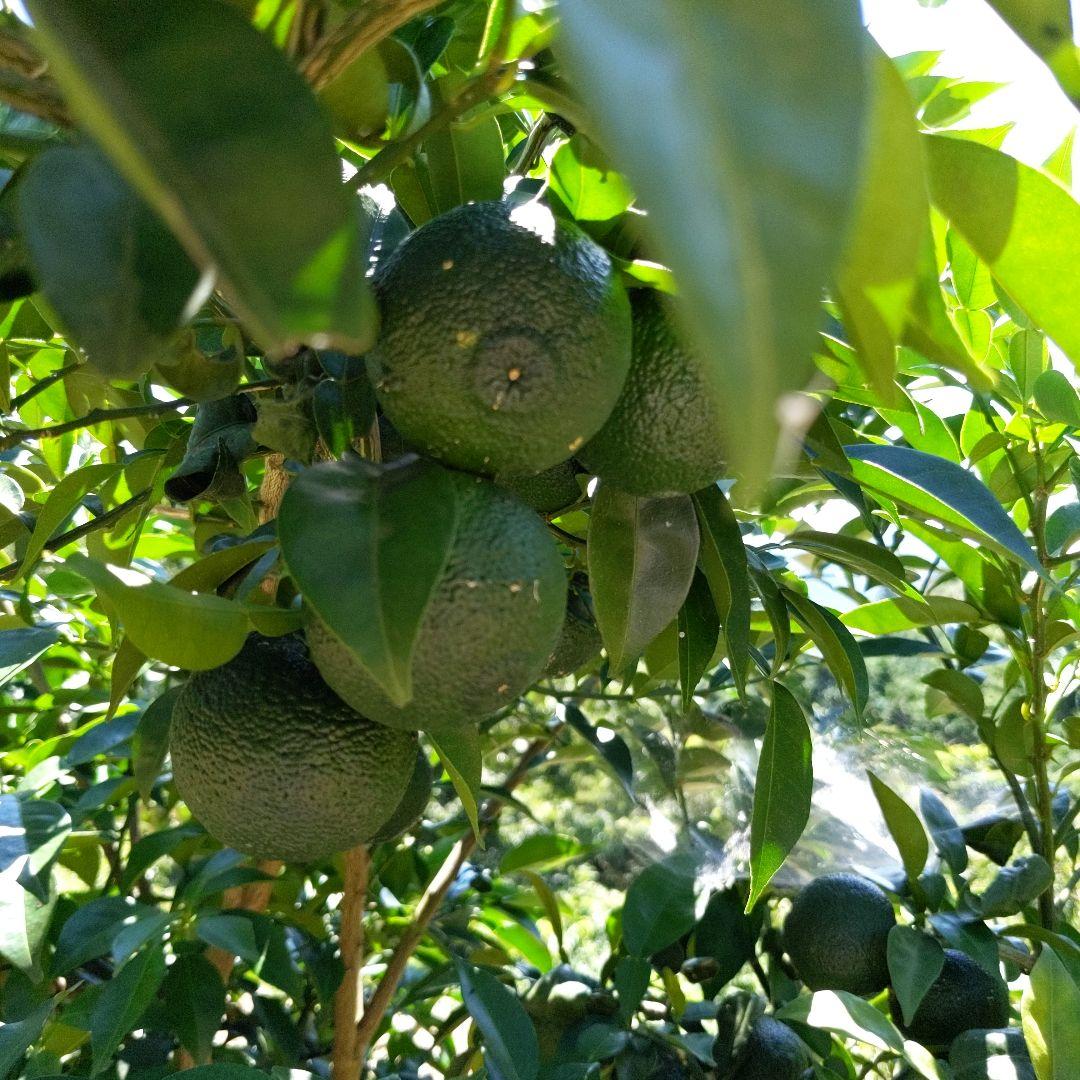ゆず胡椒に！青柚子１５kg（愛媛県産）。そうめんの薬味、冷奴、刺身、酒、焼酎に◎