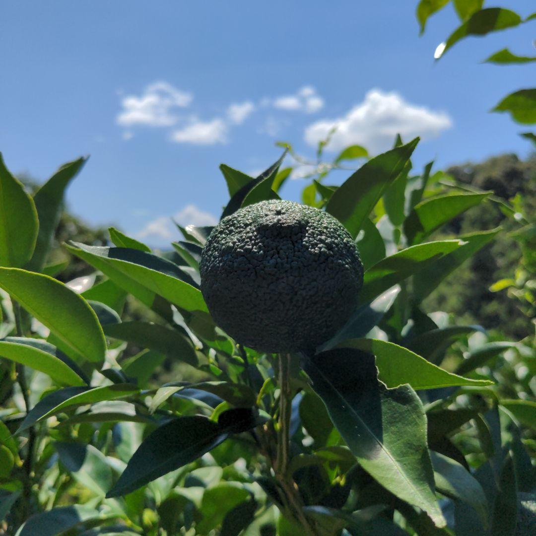 ゆず胡椒に！青柚子１５kg（愛媛県産）。そうめんの薬味、冷奴、刺身、酒、焼酎に◎