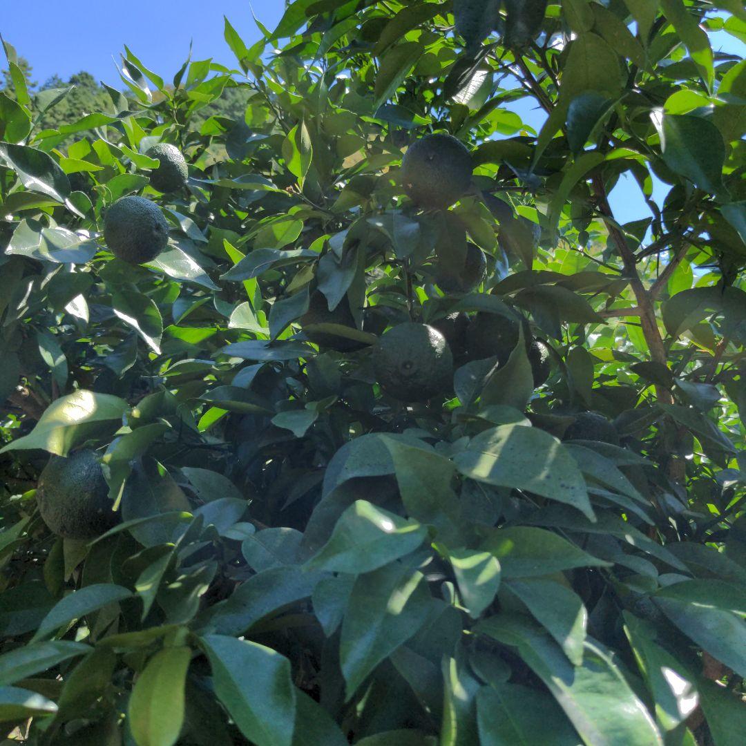 ゆず胡椒に！青柚子１５kg（愛媛県産）。そうめんの薬味、冷奴、刺身、酒、焼酎に◎