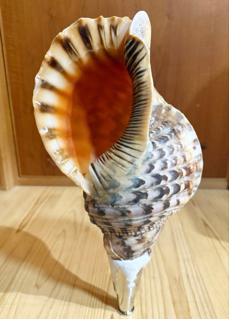 大型肉厚修験道法螺貝39㎝　山伏　密教　熊よけ　魔除け❣️ホラガイ　ほら貝