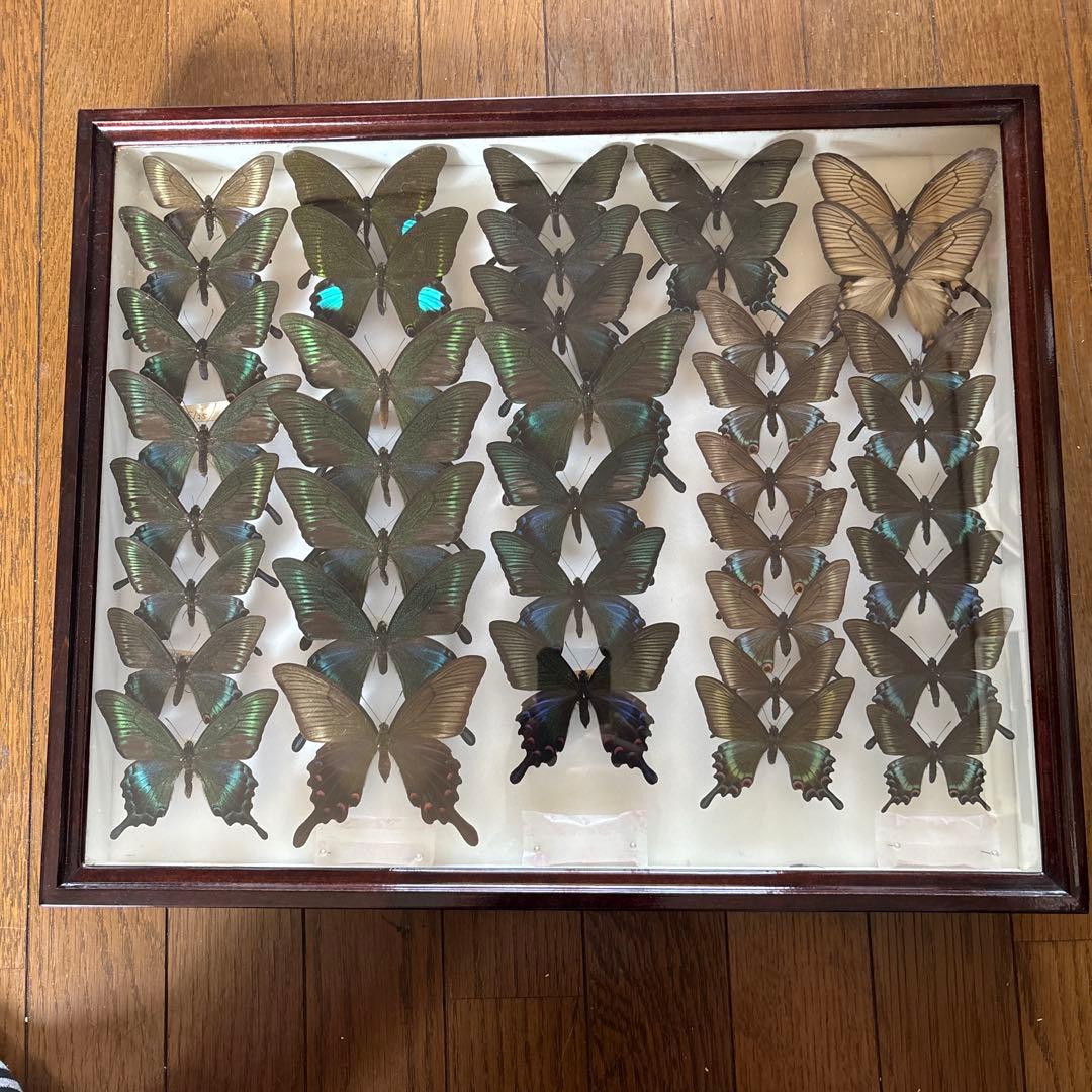 蝶の標本 フレーム付き