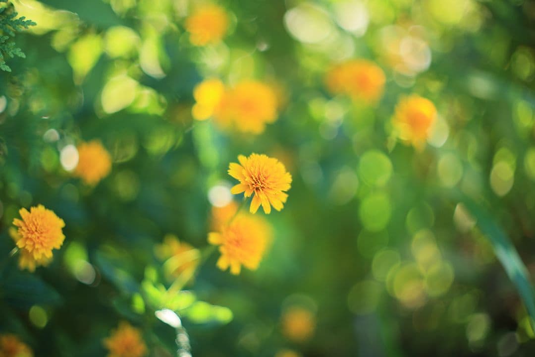 《希少》YASHICA LENS ML 50mm F1.4 後期型 【良品】