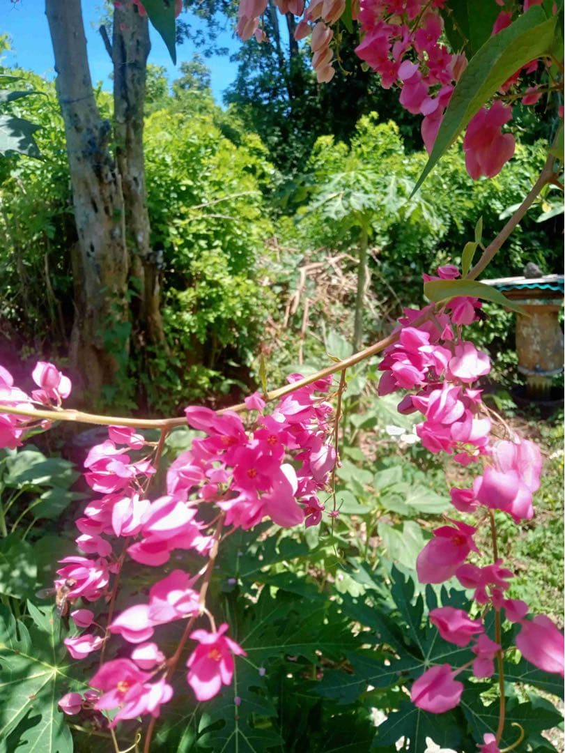 専用 針なしミツバチの蜂蜜150g6本、サリビンクリーム、赤生姜、森の蜂蜜