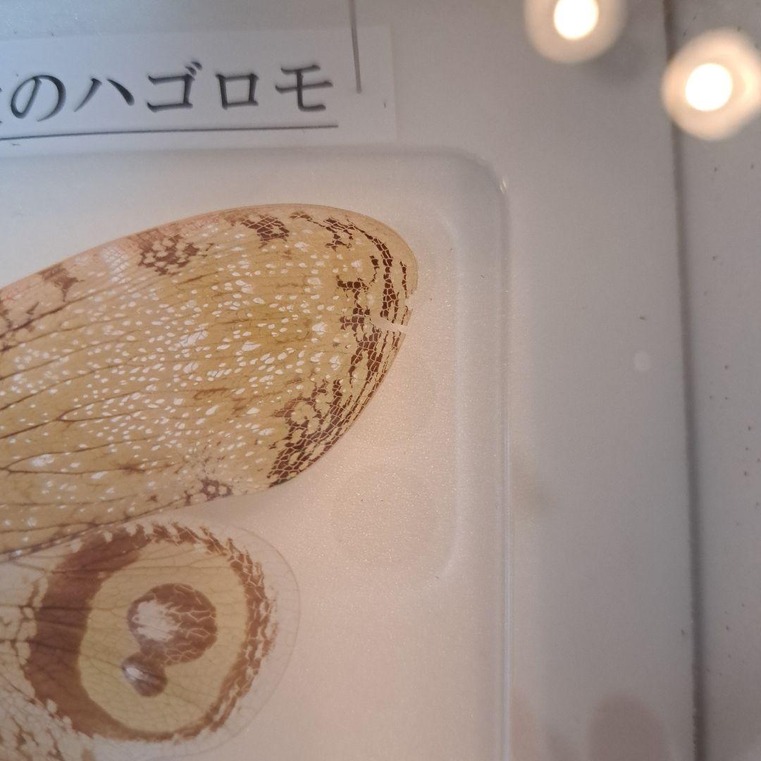 ユカタンビワハゴロモ 標本