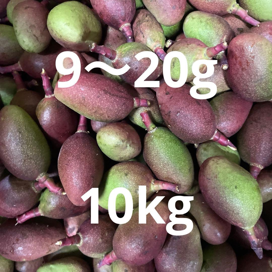 摘果マンゴー　9〜20g 10kg