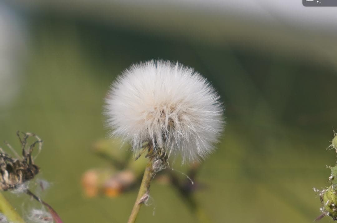 沈胴型 CONTAX Carl Zeiss Jena Sonnar 5cm F2