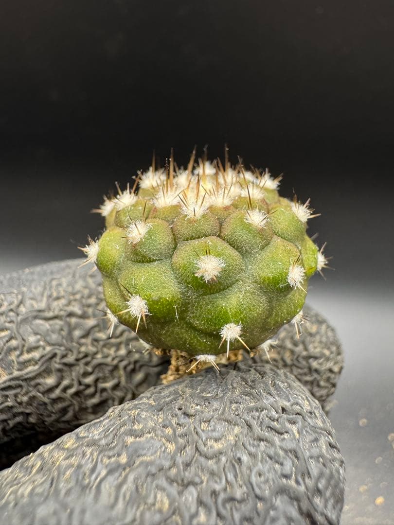 M19様 リクエスト 4点 まとめ商品