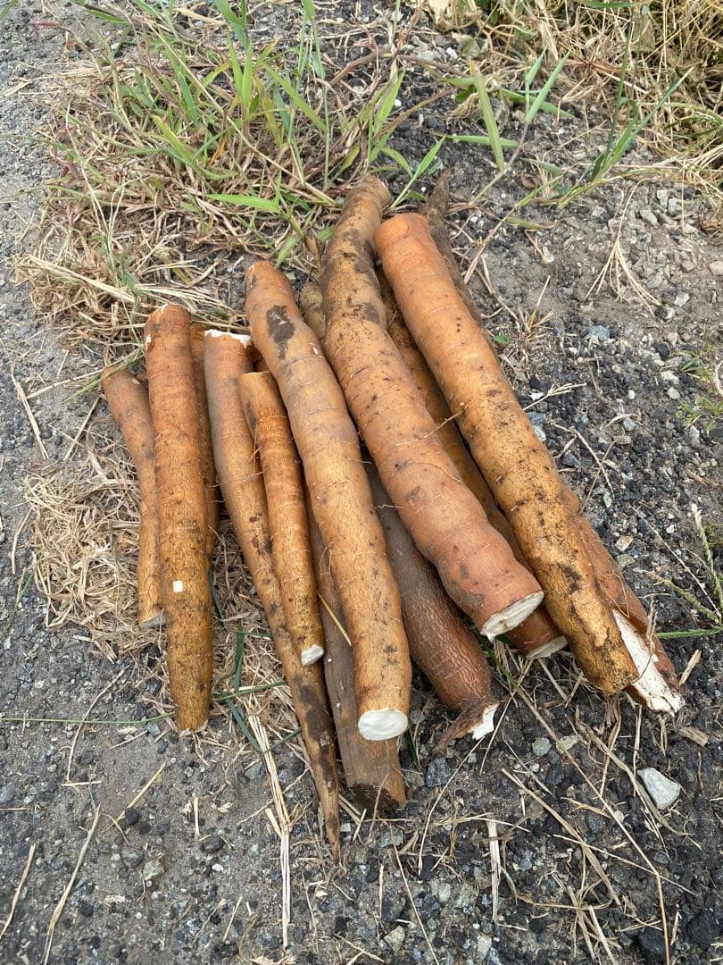 在庫調整セール‼️ キャッサバ　20kg 赤穂産