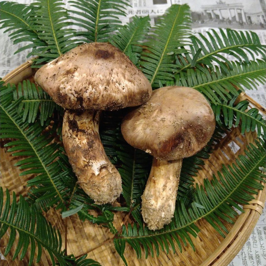 ③　広島県産　松茸
