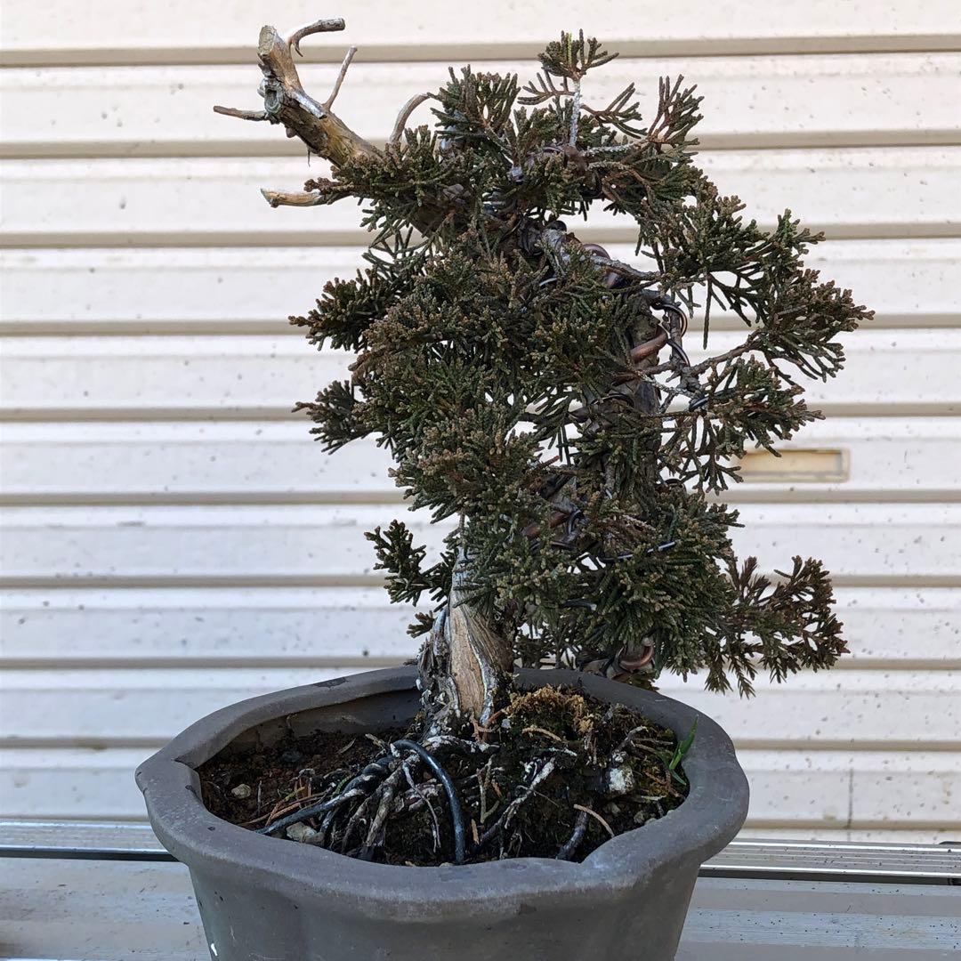 糸魚川真柏盆栽