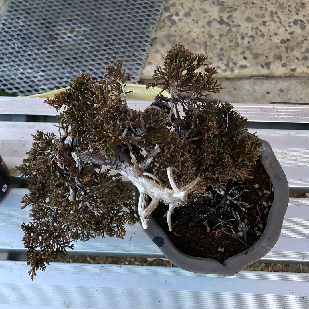 糸魚川真柏盆栽