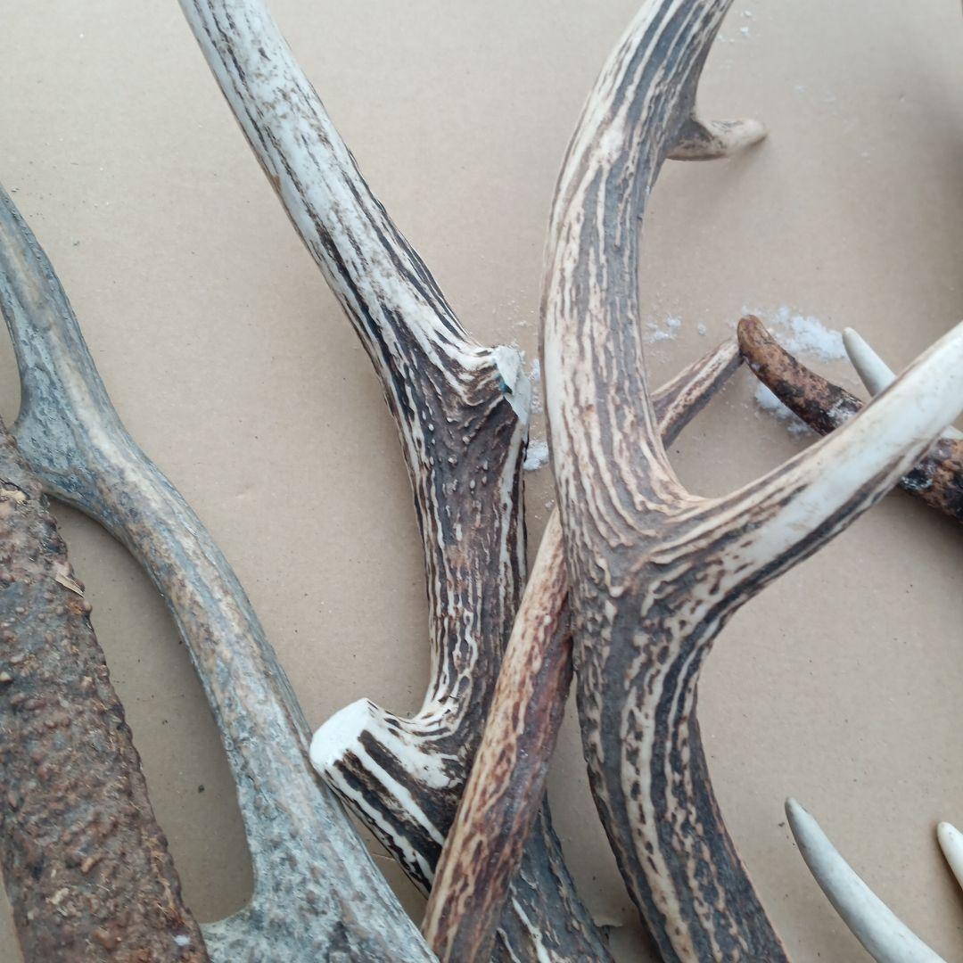 ク*ト様 天然素材、蝦夷鹿の角 犬のおもちゃ、工芸品などに　3番