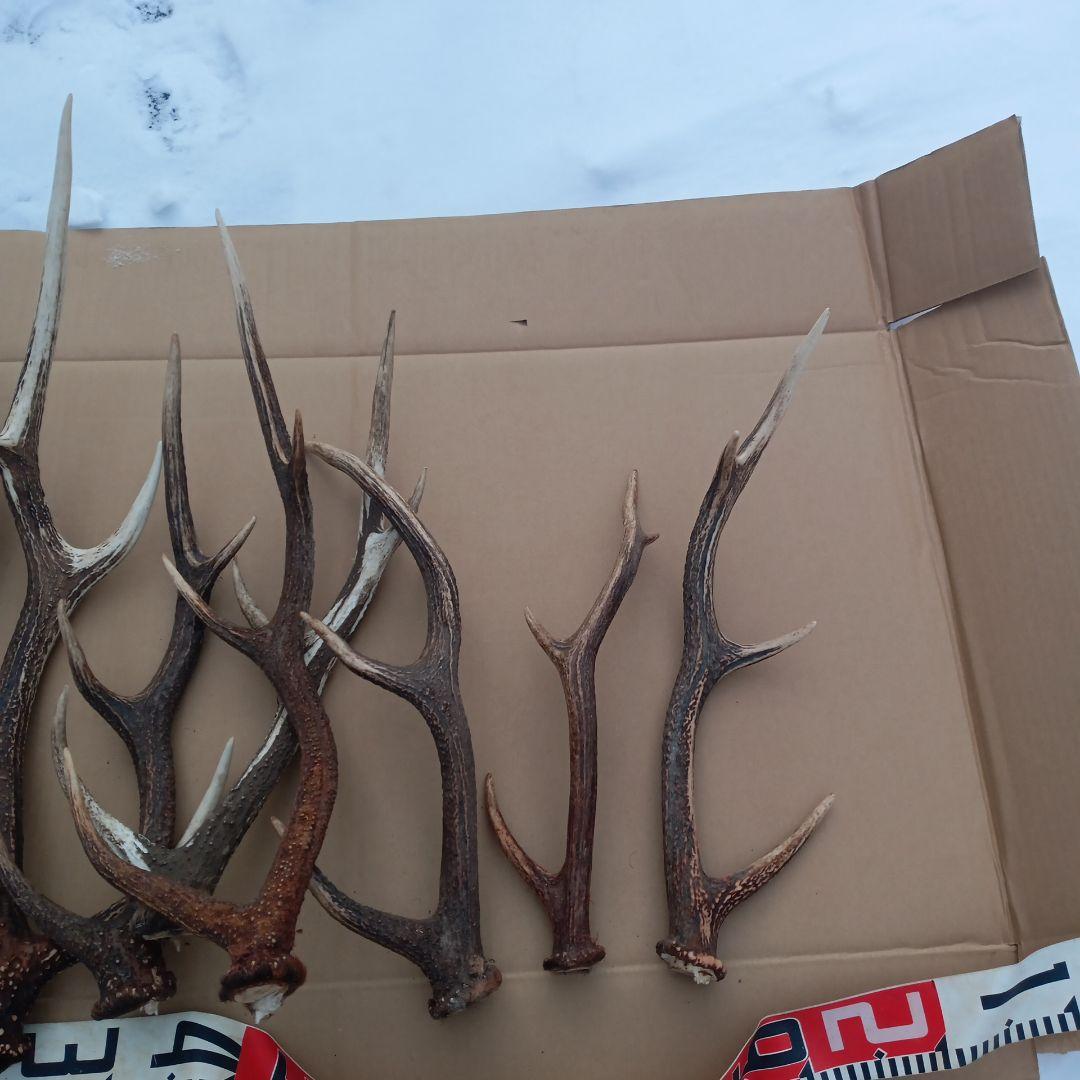 ク*ト様 天然素材、蝦夷鹿の角 犬のおもちゃ、工芸品などに　3番