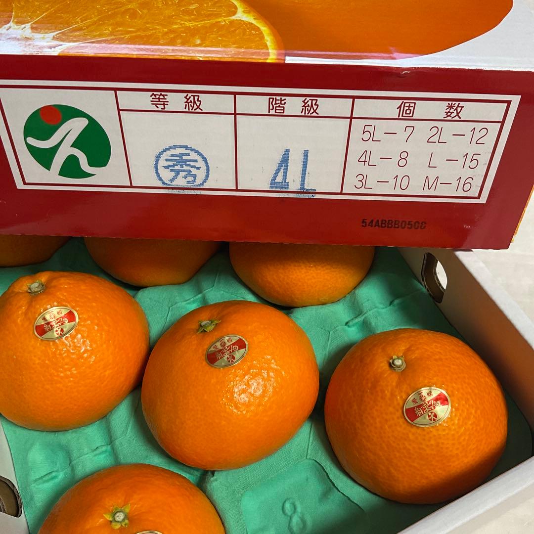 愛媛県産 紅マドンナ 高級フルーツ みかん 紅まどんな。