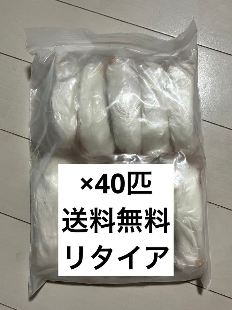 冷凍マウス　リタイア