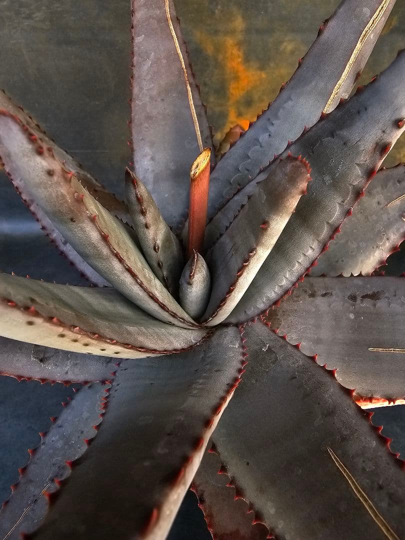 メルカリ便発送☆多肉植物 アロエ属 コニフェラ