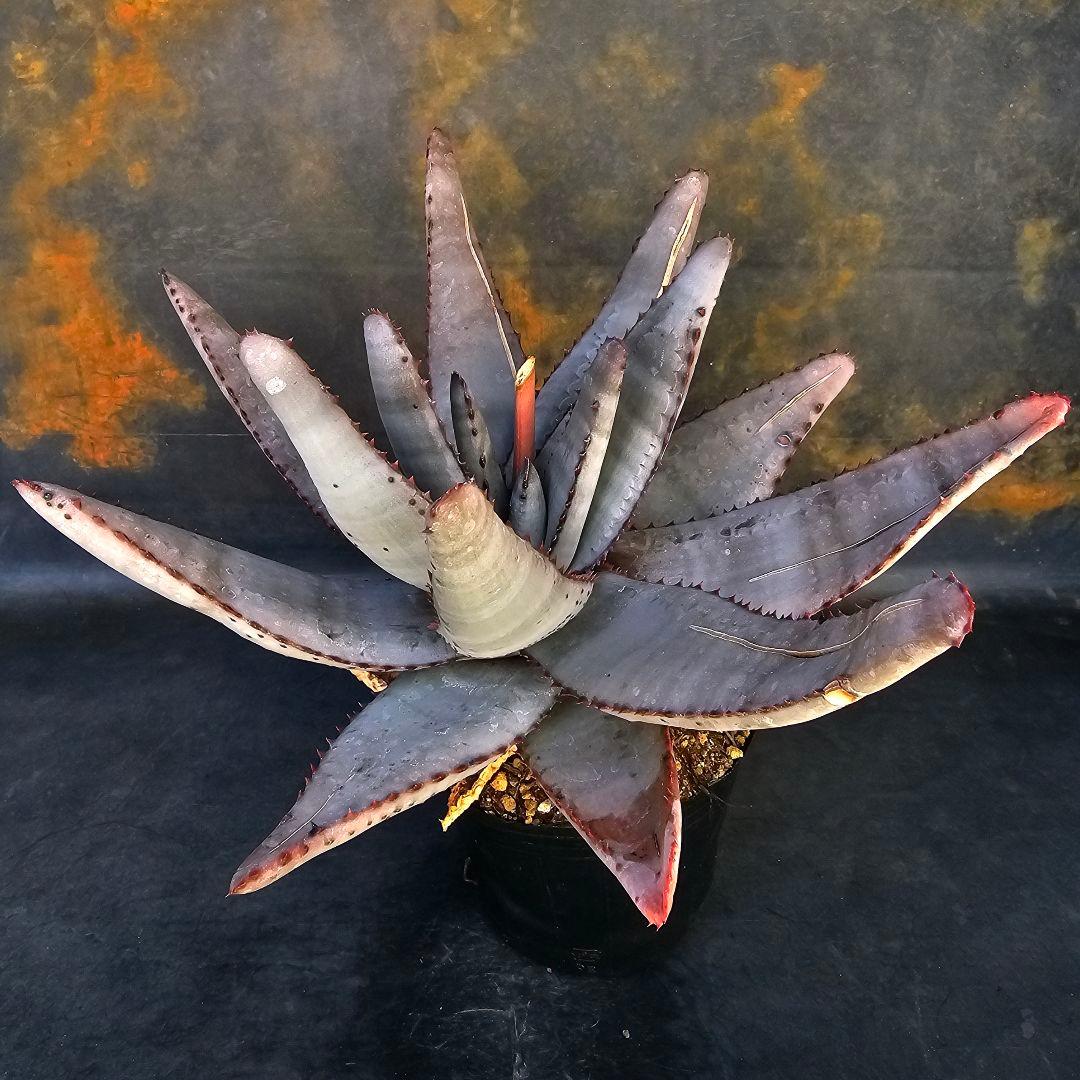 メルカリ便発送☆多肉植物 アロエ属 コニフェラ