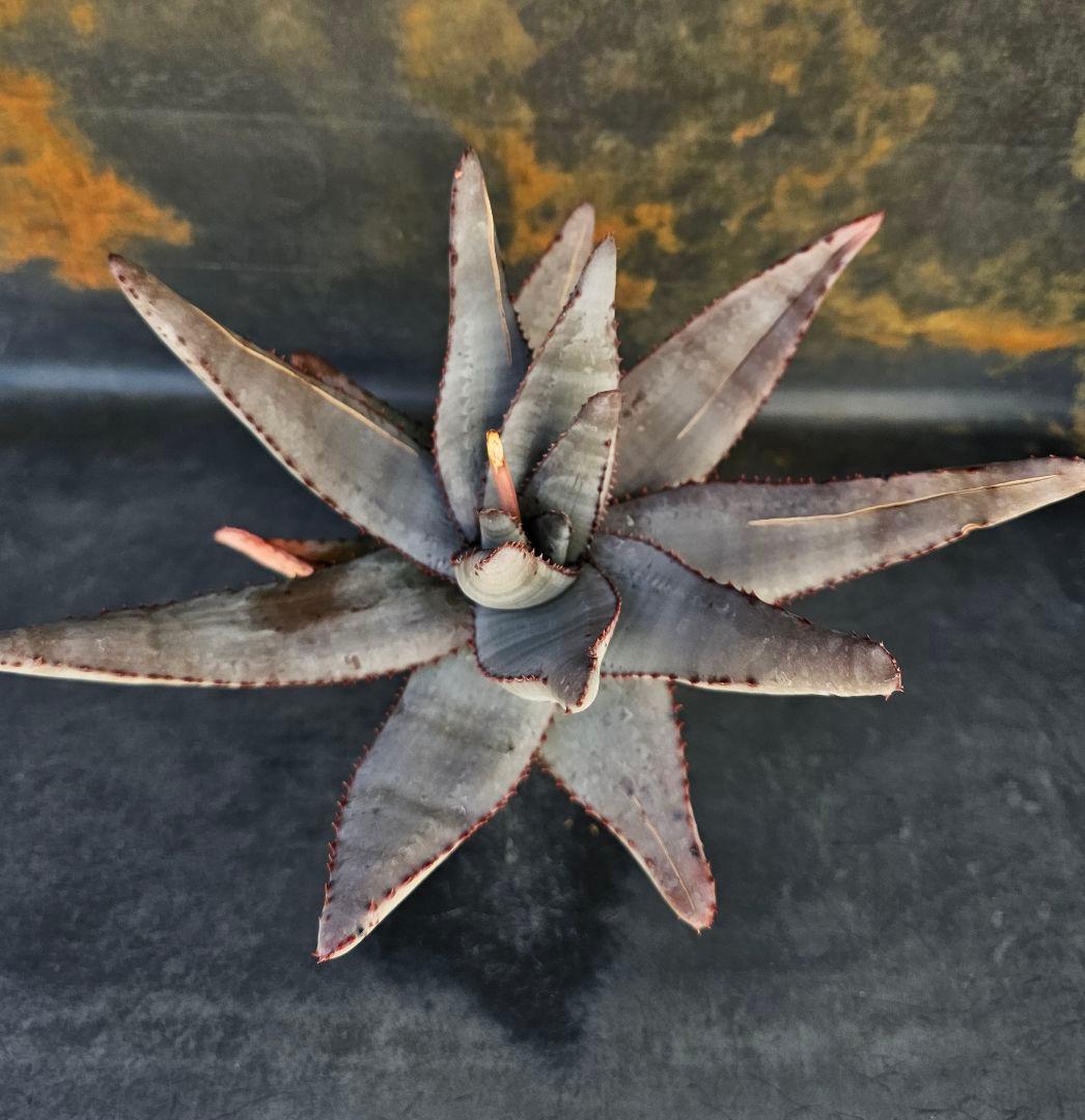 メルカリ便発送☆多肉植物 アロエ属 コニフェラ