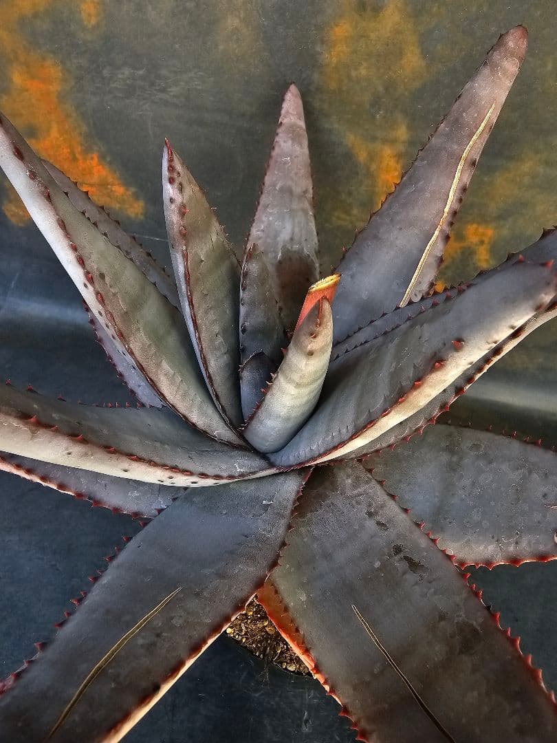 メルカリ便発送☆多肉植物 アロエ属 コニフェラ