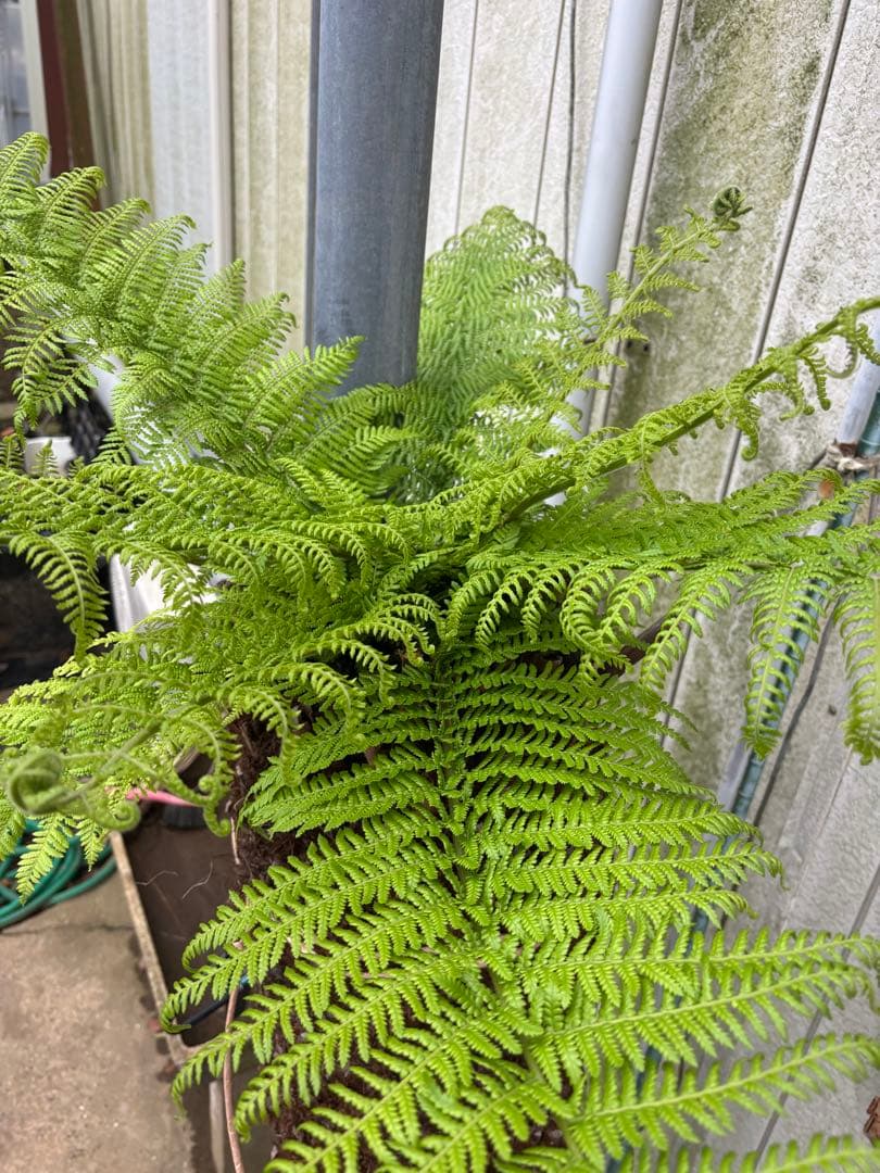 けん ディクソニア　希少　輸入株