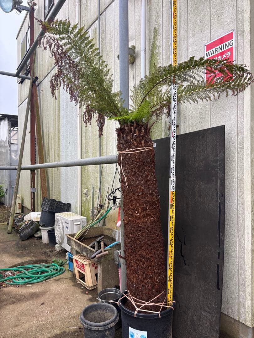 けん ディクソニア　希少　輸入株