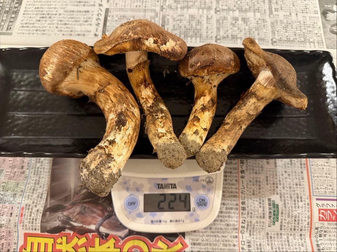 松茸　北海道　200g